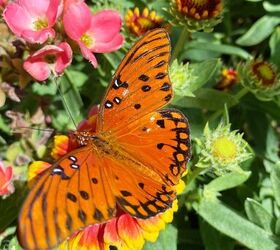29 beautiful plants that attract butterflies to your garden, Gulf Fritillary Butterfly on Blanket Flower