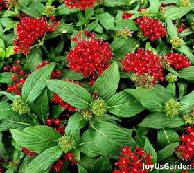 29 beautiful plants that attract butterflies to your garden