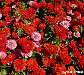 29 beautiful plants that attract butterflies to your garden