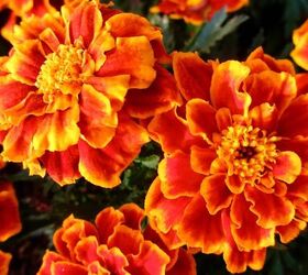 29 beautiful plants that attract butterflies to your garden