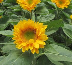 29 beautiful plants that attract butterflies to your garden