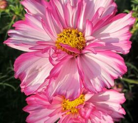 29 beautiful plants that attract butterflies to your garden