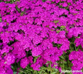 29 beautiful plants that attract butterflies to your garden