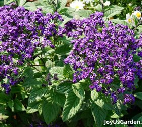 29 beautiful plants that attract butterflies to your garden