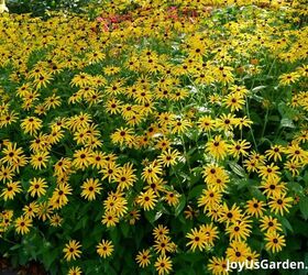 29 beautiful plants that attract butterflies to your garden
