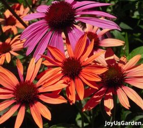 29 beautiful plants that attract butterflies to your garden