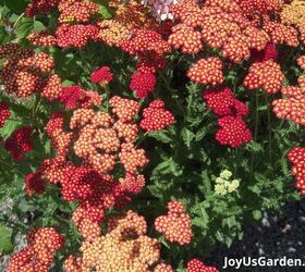 29 beautiful plants that attract butterflies to your garden