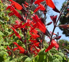 29 beautiful plants that attract butterflies to your garden