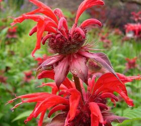 29 beautiful plants that attract butterflies to your garden