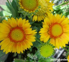 29 beautiful plants that attract butterflies to your garden