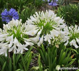 29 beautiful plants that attract butterflies to your garden