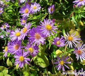 29 beautiful plants that attract butterflies to your garden