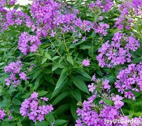 29 beautiful plants that attract butterflies to your garden