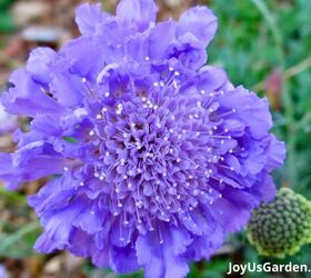 29 beautiful plants that attract butterflies to your garden