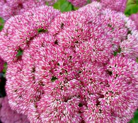 29 beautiful plants that attract butterflies to your garden