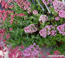 29 beautiful plants that attract butterflies to your garden