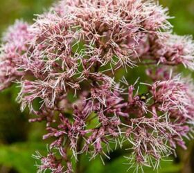 29 beautiful plants that attract butterflies to your garden, Photo Credit Chesapeake Bay Program