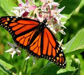 29 beautiful plants that attract butterflies to your garden, Photo Credit US Fish Wildlife Service