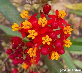 29 beautiful plants that attract butterflies to your garden