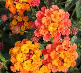 29 beautiful plants that attract butterflies to your garden