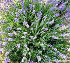 29 beautiful plants that attract butterflies to your garden