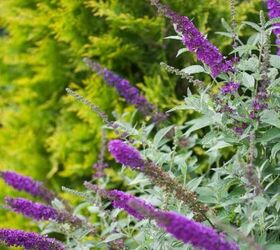 29 beautiful plants that attract butterflies to your garden, Photo Credit Monrovia