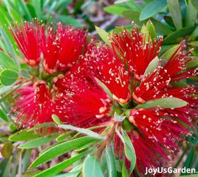 29 beautiful plants that attract butterflies to your garden