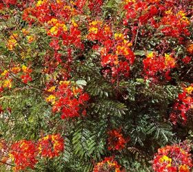 29 beautiful plants that attract butterflies to your garden