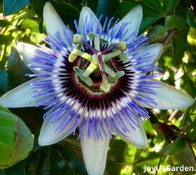 29 beautiful plants that attract butterflies to your garden