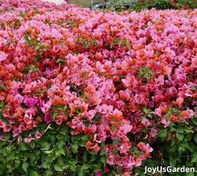 29 beautiful plants that attract butterflies to your garden