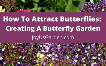 Cómo atraer a las mariposas: Cómo crear un jardín de mariposas