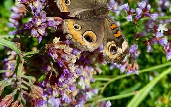 How To Attract Butterflies: Creating A Butterfly Garden