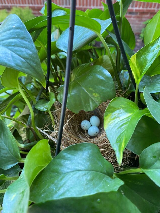 how to repot a pothos plant, Bird nest in my Pothos