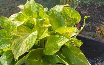 How to Repot a Pothos Plant