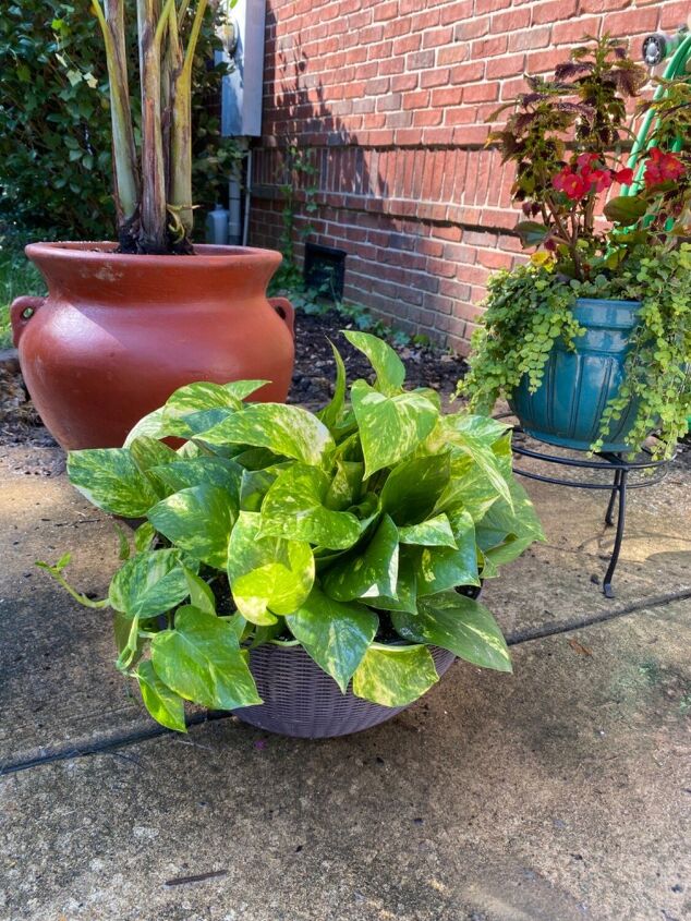 how to repot a pothos plant