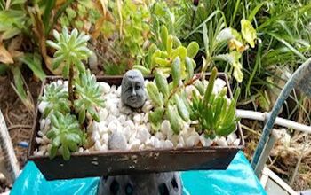 Cement Tray to Succulent Planter