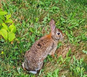 Keep critters out of your garden with THIS