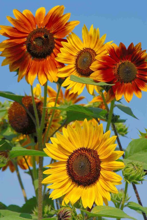 mixed media art pocket c d s repurposed into sunflowers, Inspiration Image