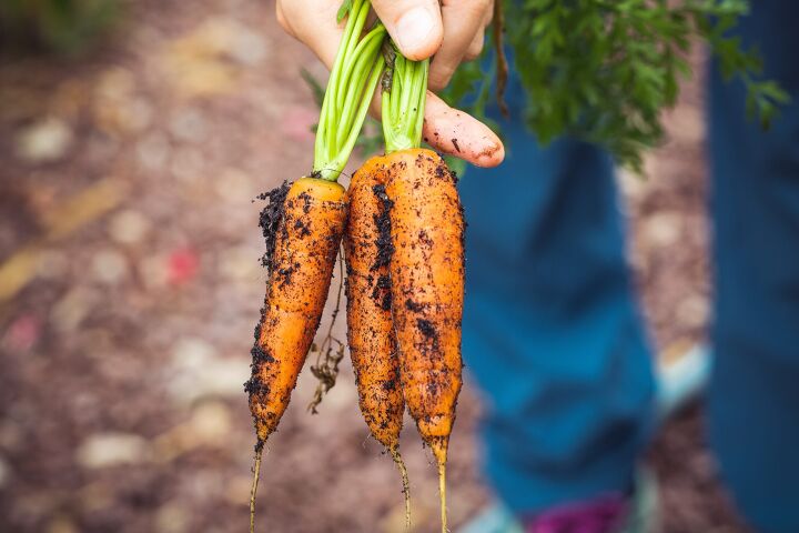 7 consejos de jardinera sostenible para la primavera y el verano, Zanahorias reci n cosechadas