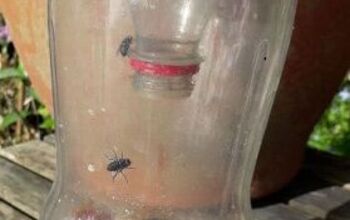 1 Coca Cola Bottle Can Catch Those Buzzing Pests. DIY Fly Trap