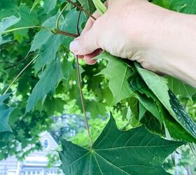 Pick a few leaves from your garden to make these pretty accents (great gifts!)