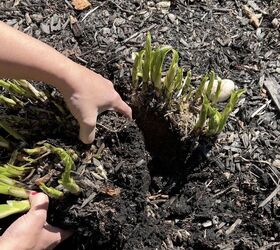 cmo partir y trasplantar plantas de hosta