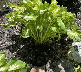 cmo partir y trasplantar plantas de hosta