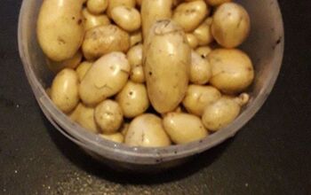 Harvesting 1 Little Bin of Potatoes. Was It Worthwhile?