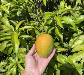 5 consejos para podar un mango y mantenerlo sano, Fruta de mango en el rbol