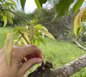 5 consejos para podar un mango y mantenerlo sano