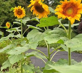 cosecha de semillas de girasol, Girasoles