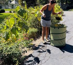 cosecha de semillas de girasol, A adiendo las cabezas de girasol cortadas al contenedor de desechos del jard n