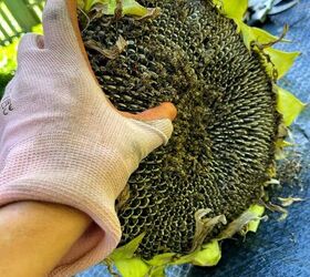 cosecha de semillas de girasol, Raspando las semillas de girasol de las cabezas de las flores sobre la mesa