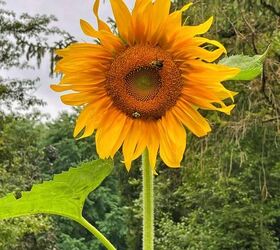 cosecha de semillas de girasol, Girasol de cerca